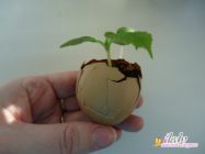 Выращивание рассады огурцов в яичной скорлупе
